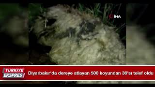 Diyarbakır'da dereye atlayan 500 koyundan 36'sı telef oldu