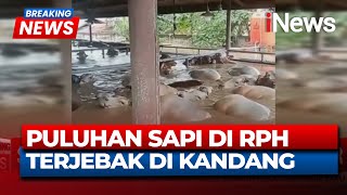 Breaking News Puluhan Sapi Kurban Terjebak Banjir di Bekasi | 05/03