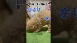 【ここほれわんわん】カーペットを掘っていくー！#dog  #犬 #toypoodle