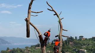 Abbattimento alberi con elicottero