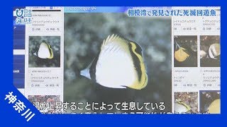 2017年 #17  死滅回遊魚 | 海と日本PROJECT in かながわ