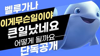 [벨루가나] Belugana 단독공개