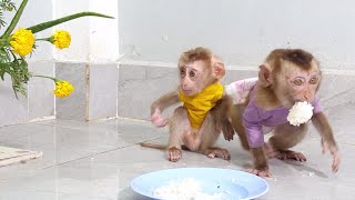 Aww, monkey charly eats all rice without caring sakana