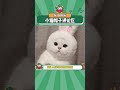 谁能抵挡住这种萌物啊 小猫 萌宠 可爱 萌物 shorts