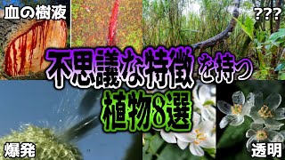 【ゆっくり解説】爆発！血を流す！世にも不思議な特徴を持つ植物8選