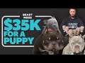 $35000 For A Dog! Why Are Micro Bullies So Expensive?