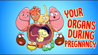 Your Body’s Organs During Pregnancy 🤰