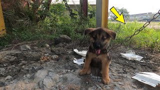 Puppy Left in an Abandoned House with a Rope by Owner and What Happened Next