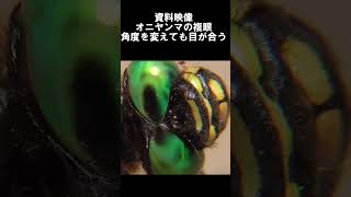 オニヤンマの複眼と偽瞳孔【昆虫図鑑】【理科】【昆虫観察】 #shorts