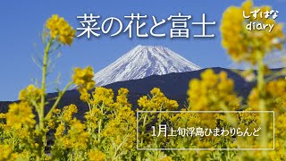 菜の花と富士　1月上旬の「浮島ひまわりらんど」（静岡県沼津市）にて Rape blossoms and Mt. Fuji at Ukishima Sunflower Land (Numazu)