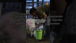 La Verdad Detrás De La Leche