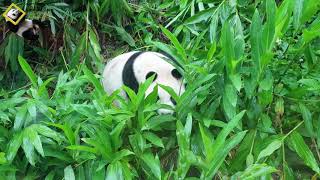 20190405 一早衝刺嗨滾又爬樹玩自由落體好忙的圓仔 The Giant Panda Yuan Zai