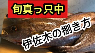 イサキの捌き方から焼き霜造りまでを紹介します　How to filet striped pigfish and make sashimi