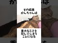 カリスマ教育者として覚醒した サビ猫むふちゃん 新人に猫草を奪われる shorts