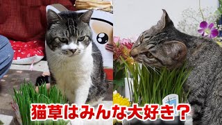 猫草はみんな好き？リキちゃんの大好物をガーちゃんに見せてみたら・・？【リキちゃんねる　猫動画】 キジトラ 猫のいる暮らし　子猫　保護猫