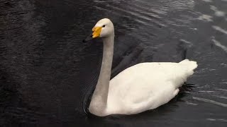 鳴きながら泳ぐオオハクチョウ（井の頭自然文化園） Whooper Swan Voice