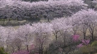 「満開の桜」ウグイスのように「空からお花見」Cherry-blossom viewing from the sky like a bird in Japan.