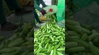 ការប្រមូលផលត្រសក់ទ្រើង🥒 #short #agriculture #vegetables #cucumber