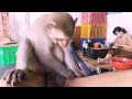 ola monkey helps dad groom his fur so he can sleep comfortably