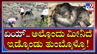 Mandya ಜಿಲ್ಲೆಯ ಹೊಲ ಗದ್ದೆಗಳಲ್ಲಿ Fishಗಳದ್ದೇ ಕಲರವ | Tv9 Kannada