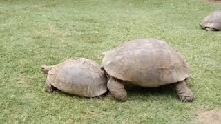 baby and mom turtle video #shot#