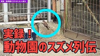 実録！動物園になぜか大量にいるスズメ列伝