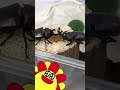 カブトムシvsカブトムシ！サンサンが昆虫観察！♪♪ shorts ★サンサンキッズtv★