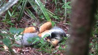 Diademed Sifaka rough and tumble