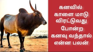 😱😱காளை மாடுகள் விரட்டுவது போன்ற கனவு கண்டால் என்ன பலன்.