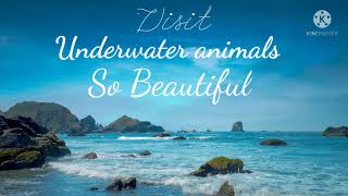 4k - Underwater footage + Music | Nature Relaxation™️ Rare & Colorful Sea life video