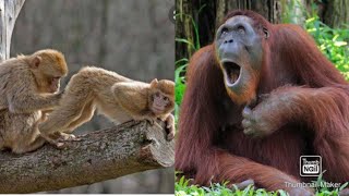 baby monkey funny monkey bon bon videos #babymonkey #animalshome #animalsht