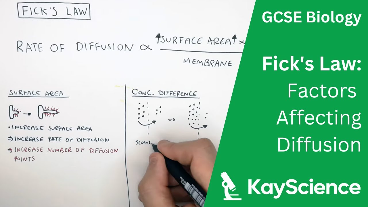 Factors Affecting Rate Of Diffusion (Fick's Law) - GCSE Biology ...