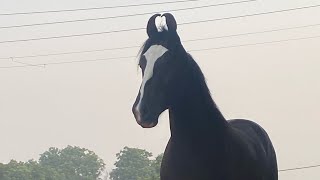 Marwari horse stallion Abhimanyu N D stud farm in delhi