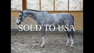 *** SOLD TO USA *** *2016 gelding, Halifax vh Kluizebos - Parco - Lys de Darmen