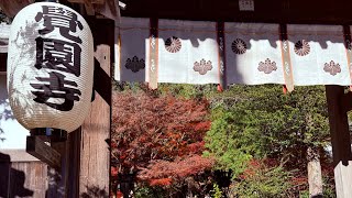 2024鎌倉紅葉季節 覚園寺、鎌倉宮、獅子舞谷、天園 2024/12/08