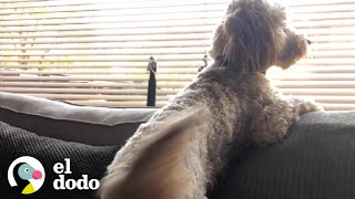 Esta perrita hace un baile muy gracioso cada vez que ve a sus abuelos | El Dodo