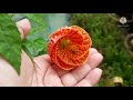 how to grow and care chinese lantern plant abutilon pictum chinese lantern plant पर पाए ढेरों फूल