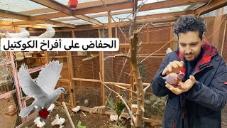 اول إنتاج لأحد اصناف الببغائات 🐣الكوكتيل طار 🐦