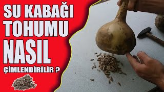 Su kabağı nasıl çimlenir ? Sepette ve saksıda su kabağı çimlendirme işlemi nasıl yapılır ?