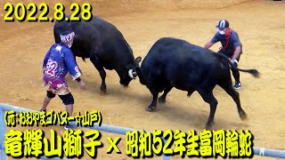 竜輝山獅子（元：おおやまゴバヌー☆山戸）ｘ昭和52年生富岡輪蛇  2022.8.28　【沖縄闘牛】