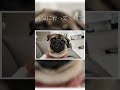 もうすぐ一歳を迎える愛犬へ【パグ犬bubu】 pug dog shorts