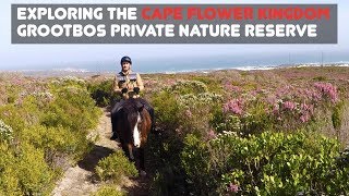 EXPLORING THE CAPE FLORAL KINGDOM | GROOTBOS PRIVATE NATURE RESERVE