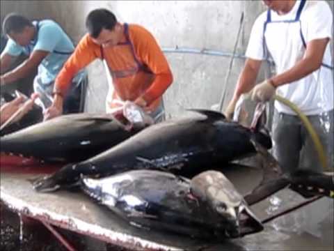 Tuna Processing Video Youtube