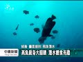 20110923 公視中晝新聞 疑遭獵捕 綠島燕魚數量驟減