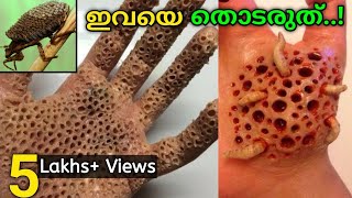 ലോകത്തിലെ ഏറ്റവും അപകടകാരികളായ പ്രാണികൾ | Most Dangerous Insects in the World | Fun\u0026Facts Malayalam