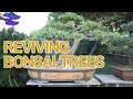 Reviving Bonsai Trees: A Scientific 