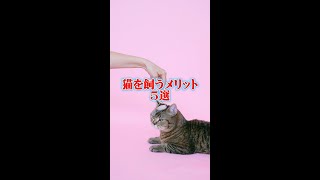 猫を飼うメリット5選