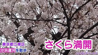 【散歩】東京都江東区汐浜運河を歩いてちょいとお散歩