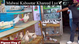 New Kabutar Lai Aye🕊️|| ਨਵੇਂ ਕਬੂਤਰ ਲਿਆਂਦੇ ਮਿੱਤਰੋ🕊️|| #pigeon #kabootar