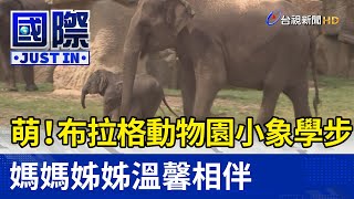 萌！布拉格動物園小象學步 媽媽姊姊溫馨相伴【國際快訊】